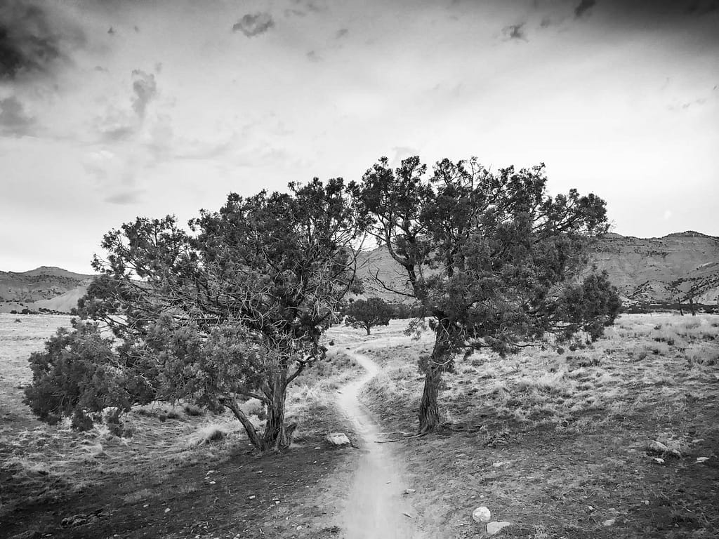 A pair of juniper trees with singletrack running through them near Fruita, Colorado.