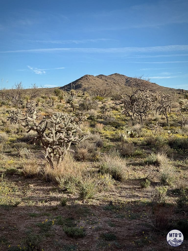 Sonoran Desert landscape near Tucson, Arizona in February with desert wildflowers, mesquite, and cacti in the foreground and the Black Mountains foothills in the background