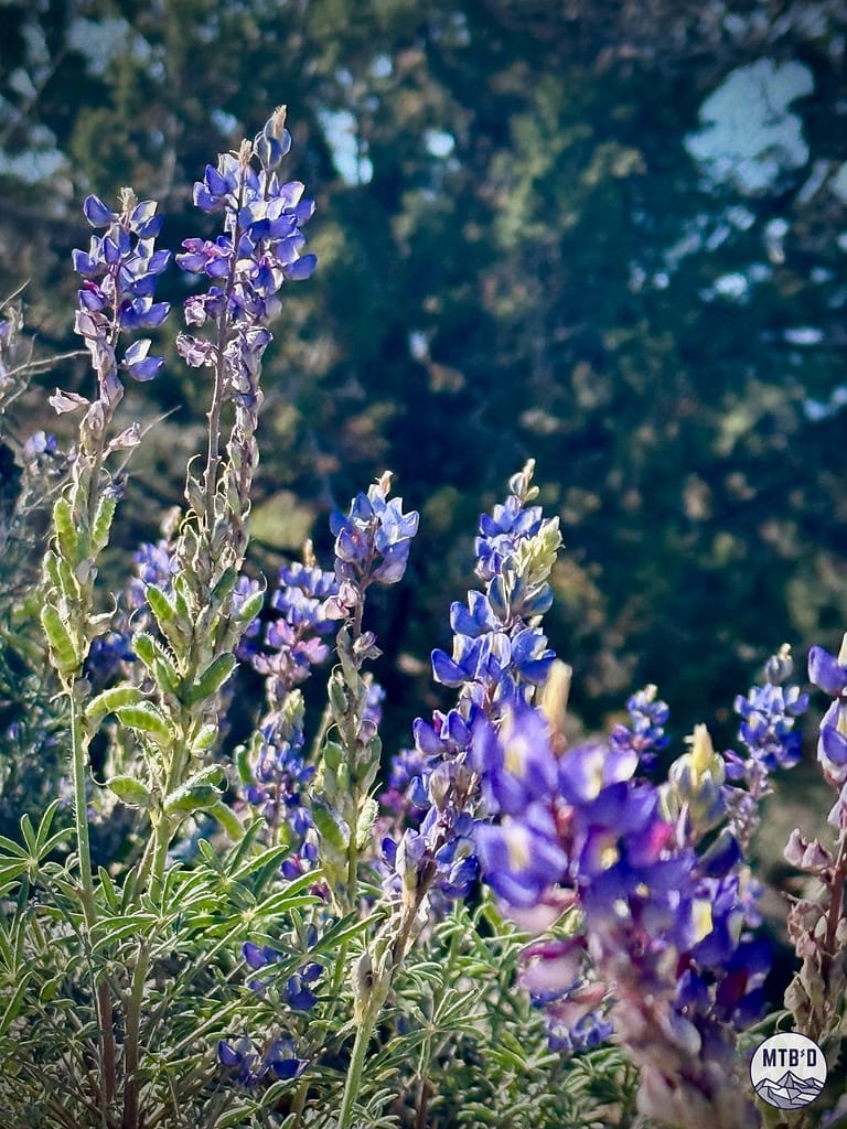 Spring wildflowers in Tucson on the side of The Chutes, one of the best mountain bike trails in Tucson